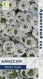 Алиссум Белое море 0,3гр Поиск